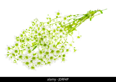 Mazzetto di rametti di colore bianco con piccoli fiori isolati su sfondo bianco. Foto Studio Foto Stock