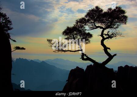 Un Cinese bonsai di pino come albero che cresce sulla cima del monte Sangqing Foto Stock