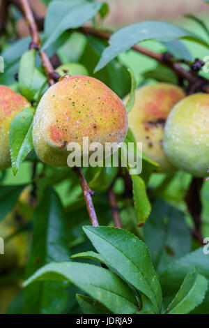 Primo piano verticale di un organico di pesche maturazione su un albero con diversi altri pesche in soft focus in background Foto Stock