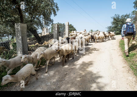 Pecore essendo herded su una passeggiata al di fuori di Ronda, Andalusia, Spagna Foto Stock