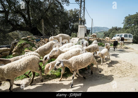 Pecore essendo herded su una passeggiata al di fuori di Ronda, Andalusia, Spagna Foto Stock