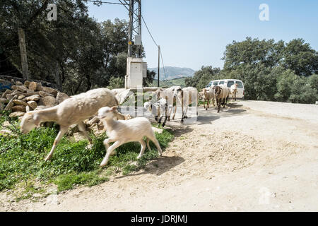 Pecore essendo herded su una passeggiata al di fuori di Ronda, Andalusia, Spagna Foto Stock