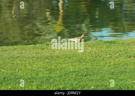 Un uccello seduto sul prato di fronte ad un lago. Foto Stock