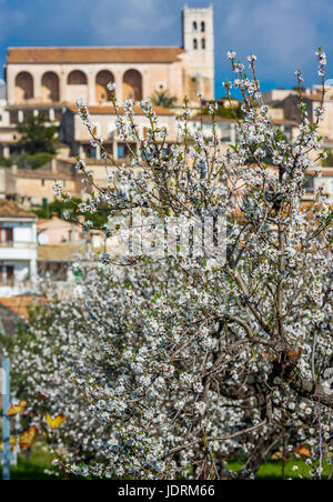 Almond blossom nel villaggio di Selva, Es Raiguer, Maiorca, SPAGNA Foto Stock