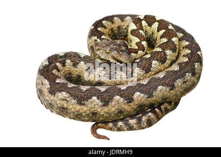 Isolati europei di serpenti velenosi, naso cornuto viper ( Vipera ammodytes ) Foto Stock