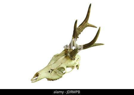 Il Roe Deer buck cranio isolato su sfondo bianco ( Capreolus, maschio, trofeo di caccia ) Foto Stock