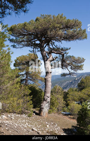 Pinus halepensis o carrasqueño, pino originale da Sud a Ovest Asia Europa può raggiungere i quindici metri di altezza e sette metri di larghezza, Spagna Foto Stock