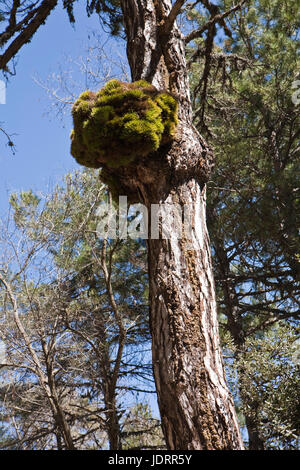 Pinus halepensis o carrasqueño ilness, pino originale da Sud a Ovest Asia Europa può raggiungere i quindici metri di altezza e sette metri di larghezza, Spagna Foto Stock