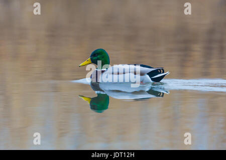 Maschio naturale Mallard duck (Anas platyrhynchos) riflesso dalla superficie dell'acqua Foto Stock