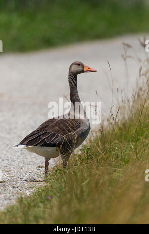 Ritratto di naturale grey goose (Anser anser) camminando sulla strada Foto Stock