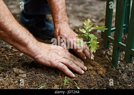 Uomo di mani coperte con terreno vegetale un giovane oak Foto Stock