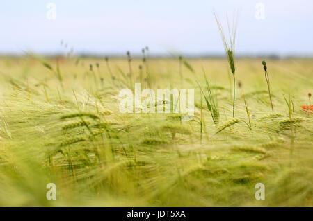 Foto di una macro di un meraviglioso campo di segale in una giornata di sole Foto Stock