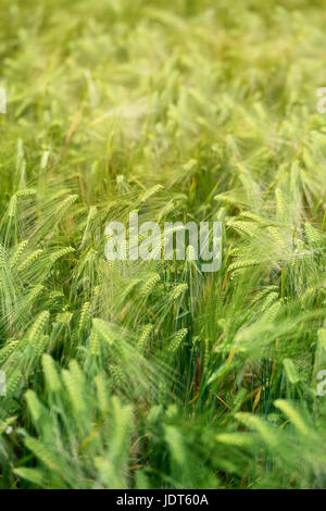 Foto di una macro di un meraviglioso campo di segale in una giornata di sole Foto Stock