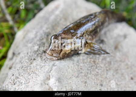 Paratia di acqua dolce pesce o round ghiozzo pesce conosciuto come Neogobius melanostomus e Neogobius fluviatilis pallasi appena preso dall'acqua. Materie paratia Foto Stock