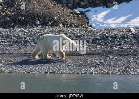 Un adulto di orso polare passeggiate lungo una spiaggia di ciottoli in Mushamna, Spitzbergen Foto Stock