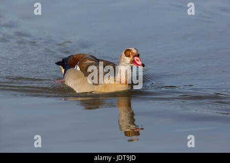 Un egiziano oca del Nilo (alopochen aegyptiaca) nuotare in acqua e riflessa Foto Stock