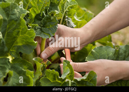 Raccolta a mano delle foglie di rabarbaro in giardino Foto Stock
