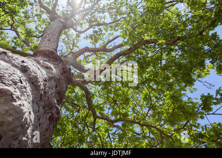 Raggi di sole cadono attraverso fresche foglie verdi del vecchio albero di acero e cielo blu è visibile guardando verso l'alto lungo il suo tronco Foto Stock