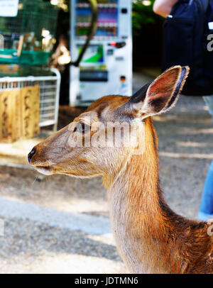 Un shika Deer Fawn a Nara, Giappone Foto Stock