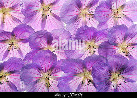 Una parete di bellissimi gerani appena raccolto dal mio giardino. Foto Stock