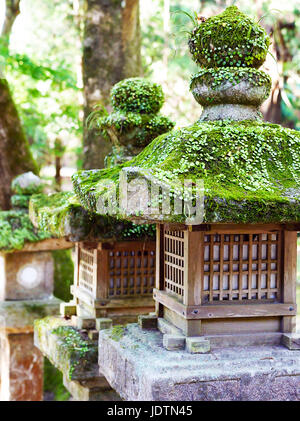 Lanterne di pietra coperto di piante e muschio, in corrispondenza di Kasuga Taisha Sacrario di Nara, Giappone Foto Stock
