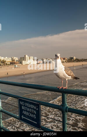 Seagull appollaiato sulla ringhiera sulla spiaggia Foto Stock