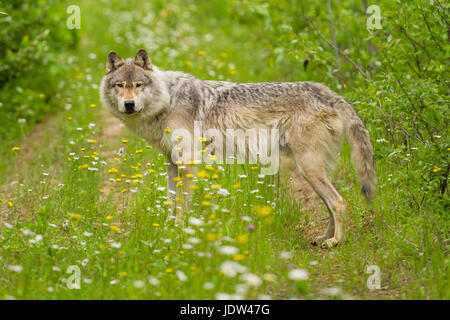 Lupo grigio, Golden, British Columbia, Canada Foto Stock