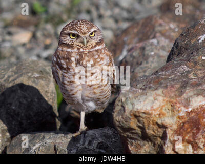 Western scavando il gufo, Athene cunicularia hypugaea Foto Stock