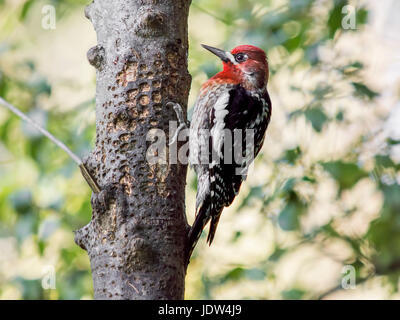 Rosso Sapsucker contraffacciate, Sphyrapicus ruber Foto Stock