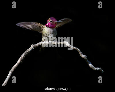 Anna's hummingbird, Calypte anna, maschio Foto Stock
