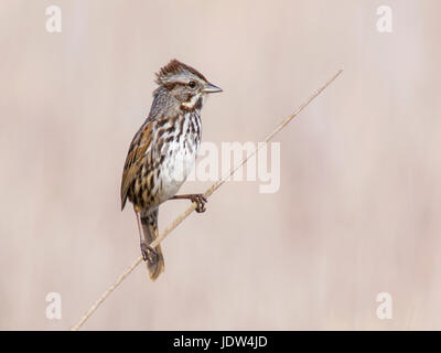 Song Sparrow, Melospiza melodia Foto Stock