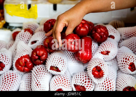 Java apple (Syzygium samarangense) essendo scelto in un mercato in stallo in Malesia Foto Stock