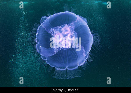 Aurelia aurita medusa