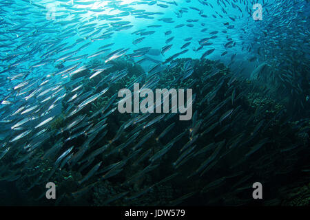 Limanda barracuda (Sphyraena flavicauda) Foto Stock