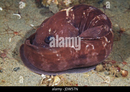 Lupo di mare (Anarhichas lupus) Foto Stock