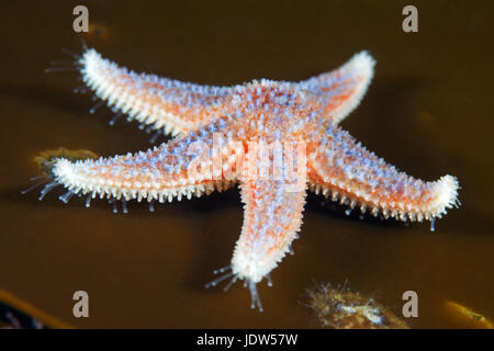 Comune di stelle marine (Asterias rubens) Foto Stock