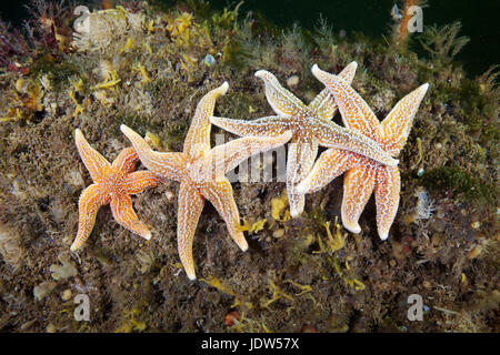 Comune di stelle marine (Asterias rubens) Foto Stock