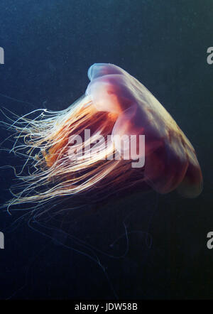 Leone la criniera medusa (Cyanea capillata) Foto Stock