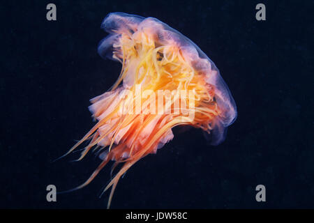 Leone la criniera medusa (Cyanea capillata) Foto Stock