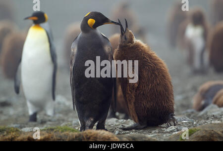 Pinguino reale con pulcino, Macquarie Island, Oceano Meridionale Foto Stock