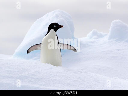 Adelie Penguin su ghiaccio floe nell'Oceano del Sud, 180 miglia a nord di East Antarctica, Antartide Foto Stock