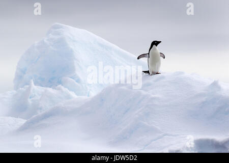 Adelie Penguin su ghiaccio floe nell'Oceano del Sud, 180 miglia a nord di East Antarctica, Antartide Foto Stock