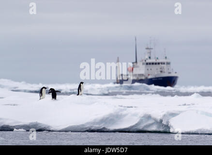 Adelie Penguins on ice floe, nave a distanza nell'Oceano del Sud, 180 miglia a nord di East Antarctica, Antartide Foto Stock