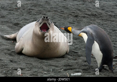 Pinguino reale con guarnizione di elefante suinetto svezzato, Macquarie Island, Oceano Meridionale Foto Stock