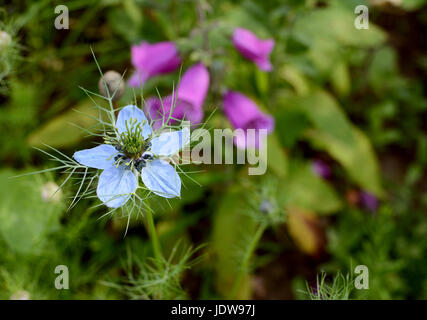 Blu pallido nigella - amore-in-un-MIST - coltivazione di fiori in pieno nel letto di fiori con foxglove impianto oltre Foto Stock