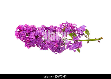 Il ramo da una boccola di viola lillà isolati su sfondo bianco Foto Stock