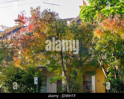 Glebe case e alberi, Sydney, NSW, Australia, sole invernale Foto Stock