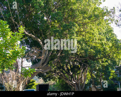 Glebe case e alberi, Sydney, NSW, Australia, sole invernale Foto Stock