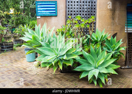 Vasi di piante succulente in un cantiere. Foto Stock