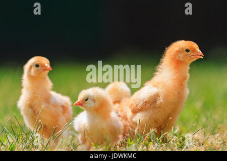 In rapida crescita di polli in un bel sole caldo,animali da fattoria ,Baby animali Foto Stock